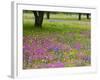 Field of Texas Blue Bonnets, Phlox and Oak Trees, Devine, Texas, USA-Darrell Gulin-Framed Photographic Print