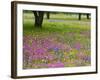 Field of Texas Blue Bonnets, Phlox and Oak Trees, Devine, Texas, USA-Darrell Gulin-Framed Photographic Print