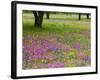 Field of Texas Blue Bonnets, Phlox and Oak Trees, Devine, Texas, USA-Darrell Gulin-Framed Photographic Print