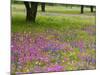 Field of Texas Blue Bonnets, Phlox and Oak Trees, Devine, Texas, USA-Darrell Gulin-Mounted Photographic Print