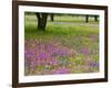 Field of Texas Blue Bonnets, Phlox and Oak Trees, Devine, Texas, USA-Darrell Gulin-Framed Photographic Print