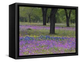 Field of Texas Blue Bonnets, Phlox and Oak Trees, Devine, Texas, USA-Darrell Gulin-Framed Stretched Canvas