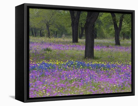 Field of Texas Blue Bonnets, Phlox and Oak Trees, Devine, Texas, USA-Darrell Gulin-Framed Stretched Canvas