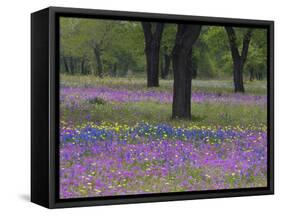 Field of Texas Blue Bonnets, Phlox and Oak Trees, Devine, Texas, USA-Darrell Gulin-Framed Stretched Canvas