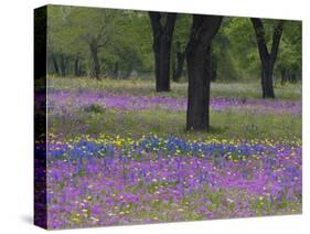 Field of Texas Blue Bonnets, Phlox and Oak Trees, Devine, Texas, USA-Darrell Gulin-Stretched Canvas