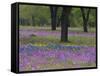 Field of Texas Blue Bonnets, Phlox and Oak Trees, Devine, Texas, USA-Darrell Gulin-Framed Stretched Canvas