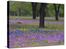 Field of Texas Blue Bonnets, Phlox and Oak Trees, Devine, Texas, USA-Darrell Gulin-Stretched Canvas