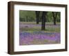 Field of Texas Blue Bonnets, Phlox and Oak Trees, Devine, Texas, USA-Darrell Gulin-Framed Photographic Print