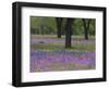 Field of Texas Blue Bonnets, Phlox and Oak Trees, Devine, Texas, USA-Darrell Gulin-Framed Photographic Print