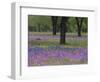 Field of Texas Blue Bonnets, Phlox and Oak Trees, Devine, Texas, USA-Darrell Gulin-Framed Photographic Print