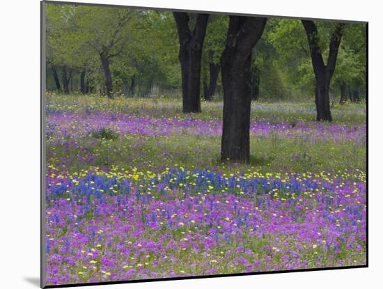 Field of Texas Blue Bonnets, Phlox and Oak Trees, Devine, Texas, USA-Darrell Gulin-Mounted Photographic Print