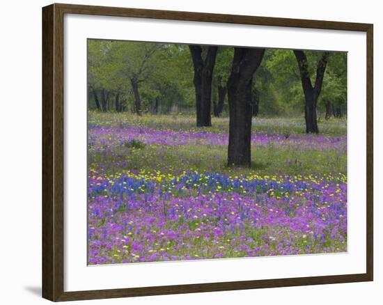 Field of Texas Blue Bonnets, Phlox and Oak Trees, Devine, Texas, USA-Darrell Gulin-Framed Photographic Print