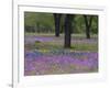 Field of Texas Blue Bonnets, Phlox and Oak Trees, Devine, Texas, USA-Darrell Gulin-Framed Photographic Print