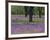 Field of Texas Blue Bonnets, Phlox and Oak Trees, Devine, Texas, USA-Darrell Gulin-Framed Photographic Print