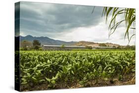 Field of Tobacco Plants in an Important Growing Region in the North West-Rob Francis-Stretched Canvas
