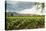 Field of Tobacco Plants in an Important Growing Region in the North West-Rob Francis-Stretched Canvas