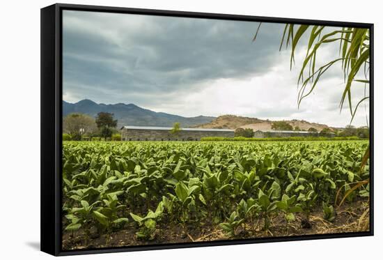 Field of Tobacco Plants in an Important Growing Region in the North West-Rob Francis-Framed Stretched Canvas