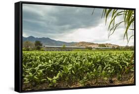 Field of Tobacco Plants in an Important Growing Region in the North West-Rob Francis-Framed Stretched Canvas