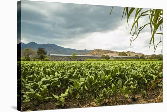 Field of Tobacco Plants in an Important Growing Region in the North West-Rob Francis-Stretched Canvas