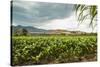 Field of Tobacco Plants in an Important Growing Region in the North West-Rob Francis-Stretched Canvas