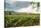 Field of Tobacco Plants in an Important Growing Region in the North West-Rob Francis-Stretched Canvas
