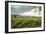 Field of Tobacco Plants in an Important Growing Region in the North West-Rob Francis-Framed Photographic Print