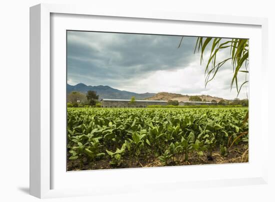 Field of Tobacco Plants in an Important Growing Region in the North West-Rob Francis-Framed Photographic Print