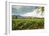 Field of Tobacco Plants in an Important Growing Region in the North West-Rob Francis-Framed Photographic Print