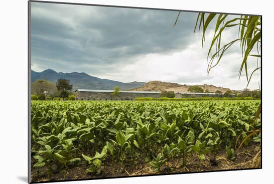 Field of Tobacco Plants in an Important Growing Region in the North West-Rob Francis-Mounted Photographic Print