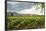 Field of Tobacco Plants in an Important Growing Region in the North West-Rob Francis-Framed Photographic Print