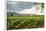 Field of Tobacco Plants in an Important Growing Region in the North West-Rob Francis-Framed Photographic Print