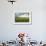 Field of Tobacco Plants in an Important Growing Region in the North West-Rob Francis-Framed Photographic Print displayed on a wall