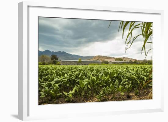 Field of Tobacco Plants in an Important Growing Region in the North West-Rob Francis-Framed Photographic Print