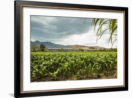 Field of Tobacco Plants in an Important Growing Region in the North West-Rob Francis-Framed Photographic Print