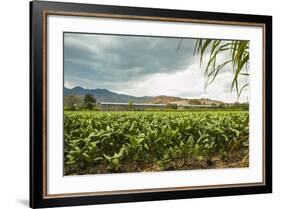 Field of Tobacco Plants in an Important Growing Region in the North West-Rob Francis-Framed Photographic Print