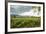 Field of Tobacco Plants in an Important Growing Region in the North West-Rob Francis-Framed Photographic Print