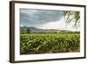 Field of Tobacco Plants in an Important Growing Region in the North West-Rob Francis-Framed Photographic Print