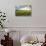 Field of Tobacco Plants in an Important Growing Region in the North West-Rob Francis-Photographic Print displayed on a wall