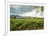 Field of Tobacco Plants in an Important Growing Region in the North West-Rob Francis-Framed Photographic Print