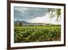 Field of Tobacco Plants in an Important Growing Region in the North West-Rob Francis-Framed Photographic Print