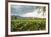 Field of Tobacco Plants in an Important Growing Region in the North West-Rob Francis-Framed Photographic Print