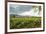 Field of Tobacco Plants in an Important Growing Region in the North West-Rob Francis-Framed Photographic Print