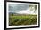 Field of Tobacco Plants in an Important Growing Region in the North West-Rob Francis-Framed Photographic Print