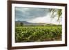 Field of Tobacco Plants in an Important Growing Region in the North West-Rob Francis-Framed Photographic Print