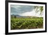 Field of Tobacco Plants in an Important Growing Region in the North West-Rob Francis-Framed Photographic Print