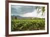 Field of Tobacco Plants in an Important Growing Region in the North West-Rob Francis-Framed Photographic Print