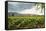 Field of Tobacco Plants in an Important Growing Region in the North West-Rob Francis-Framed Stretched Canvas
