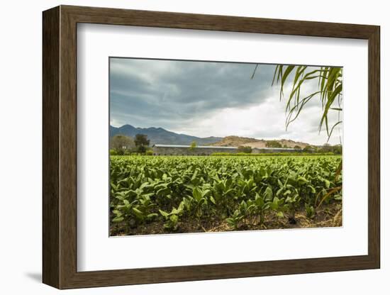 Field of Tobacco Plants in an Important Growing Region in the North West-Rob Francis-Framed Photographic Print