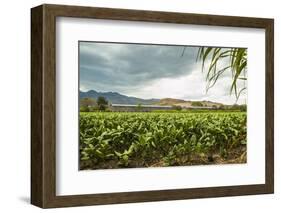 Field of Tobacco Plants in an Important Growing Region in the North West-Rob Francis-Framed Photographic Print