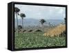 Field of Tobacco, Santiago, Dominican Republic, West Indies, Caribbean, Central America-Adam Woolfitt-Framed Stretched Canvas